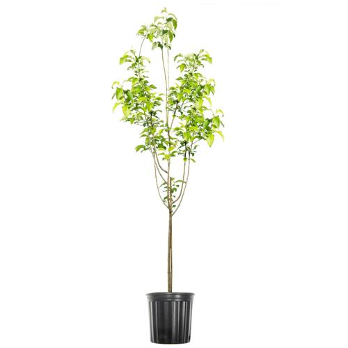 5 Gal. Granny Smith Apple Tree - Self Fertile Apple Tree - Disease and Pest Resistant